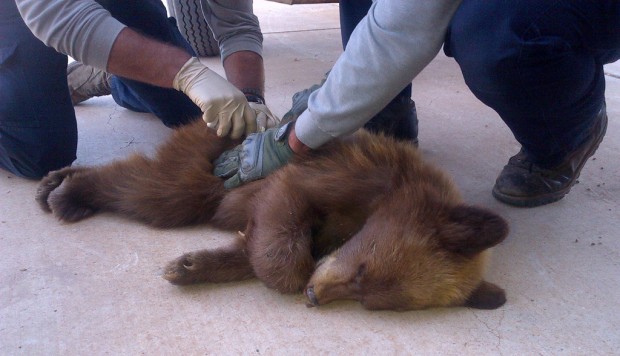 In reversal of Goldilocks tale, cub checks out Sonoita home